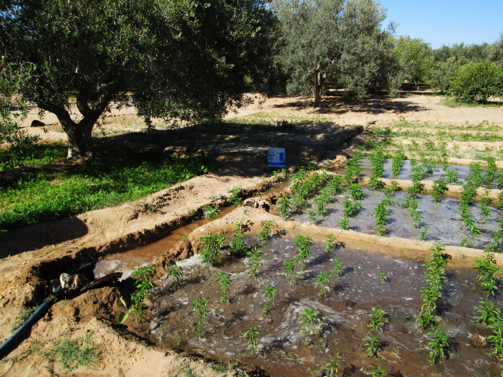 L’eau : Une ressource en péril à Djerba